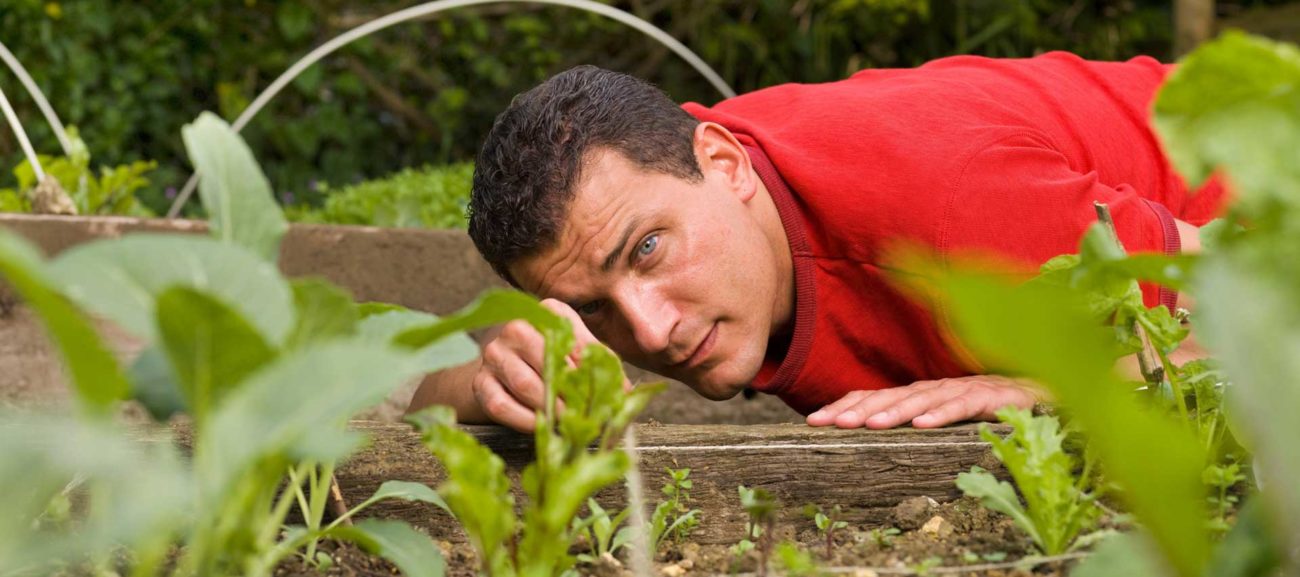 How To Choose Light Incubator Or Artificial Climate Box