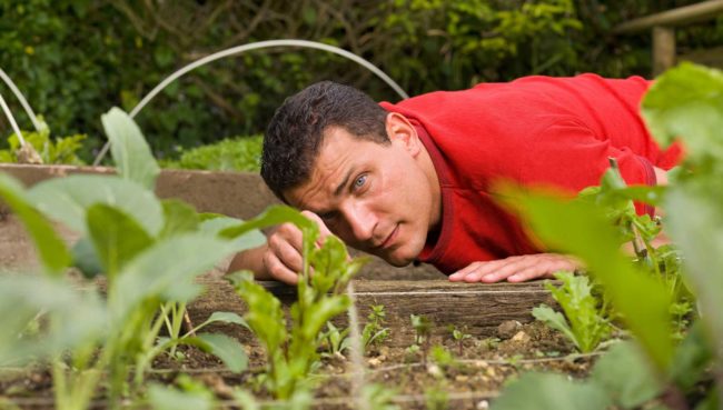 How To Choose Light Incubator Or Artificial Climate Box