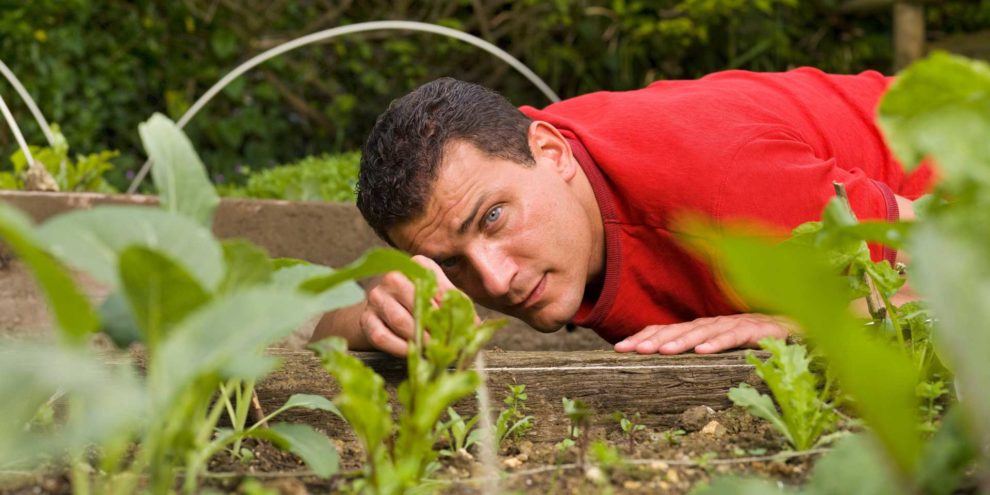 How To Choose Light Incubator Or Artificial Climate Box