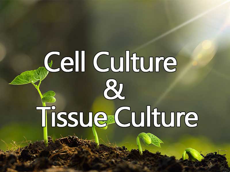 cell culture